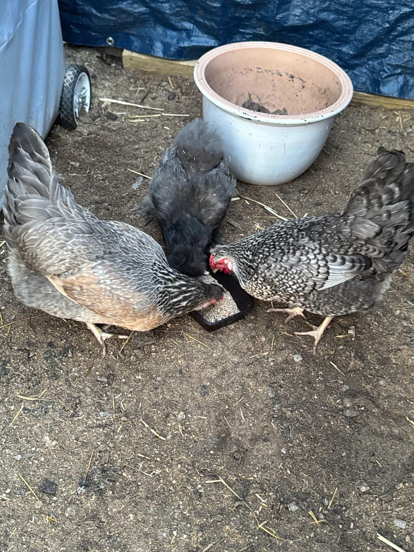 Farm animals sharing a meal