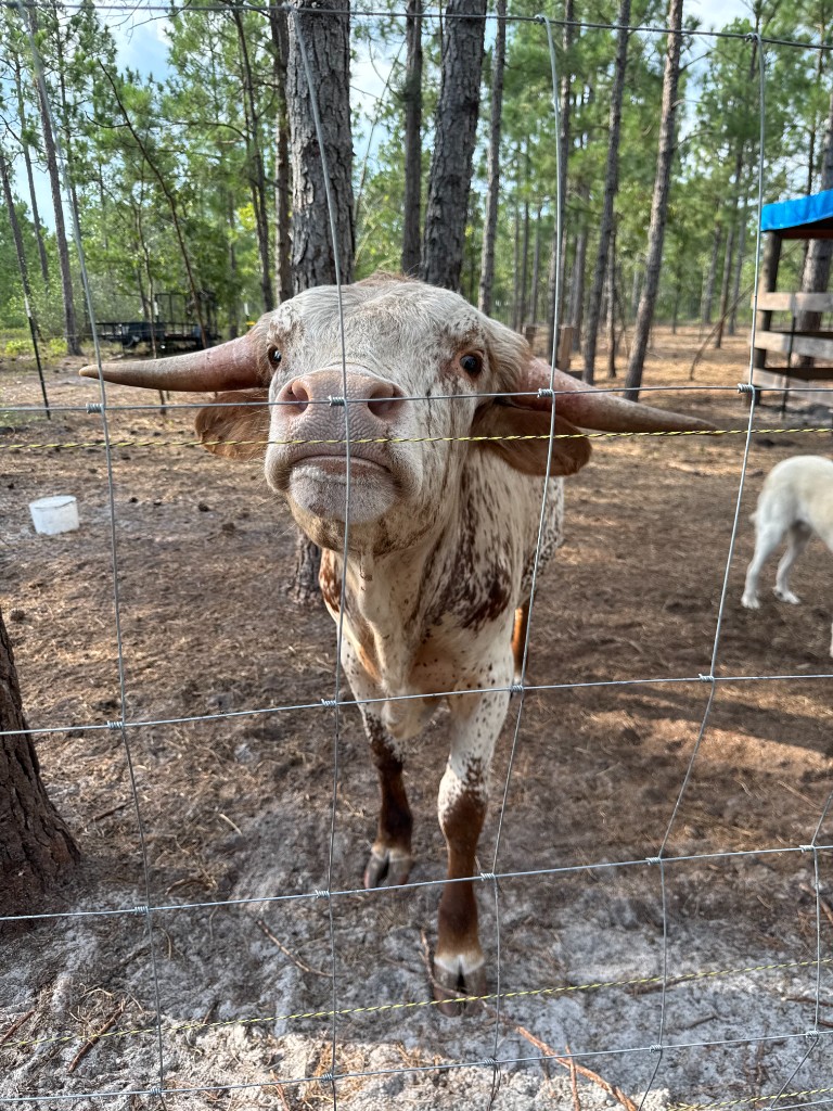 Farm Animals